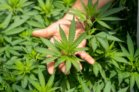 Soak hemp